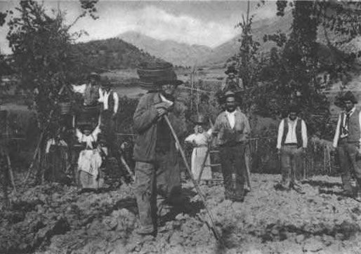 Contadini alla vendemmia1904